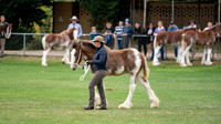 Castlemaine Foal, Filly & Mare Clydesdale Show - April 2021
