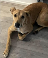 Fizzy - 9 months - Via Forever Friends Rescue Ready Program