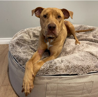 Peaches - 18 mths - Via Forever Friends Rescue Ready Program