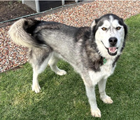 Chief - Via Forever Friends Rescue Ready Program