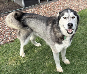 Chief - Via Forever Friends Rescue Ready Program