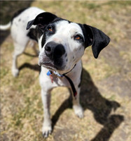 Millie - 18 months - Via Forever Friends Rescue Ready Program