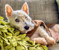 Matilda - 2 years - Rescued and loved by Random Edge