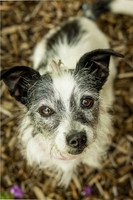 Trixie - Lost dogs home - Rescued/loved by June