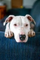 Cardi via Forever Friends Animal Rescue