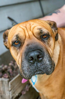 Sharpie - via Forever Friends Animal Rescue