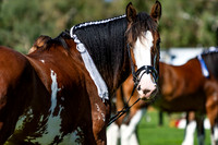 National Clydesdale & Heavy Horse Festival 2019